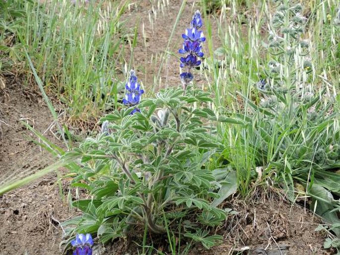 Lupinus pilosus