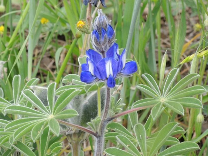 Lupinus pilosus