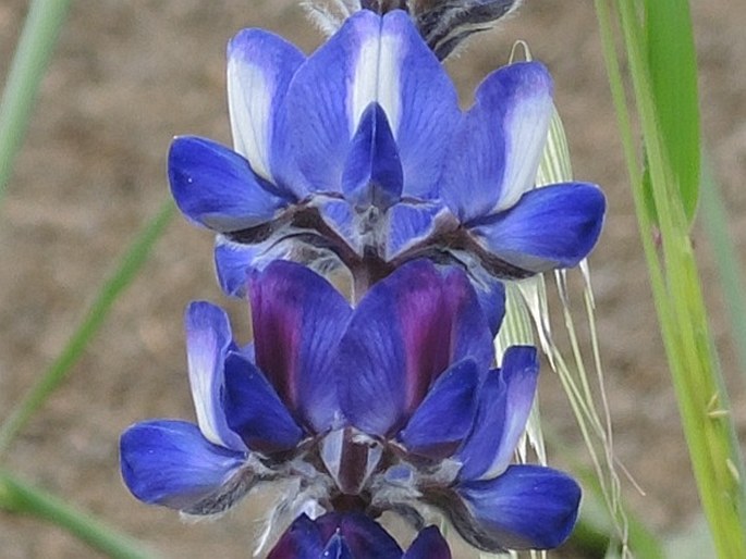 Lupinus pilosus