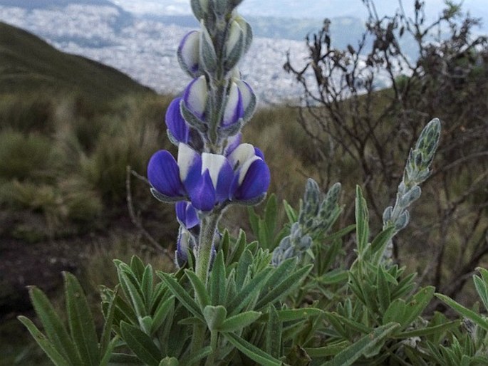 Lupinus pubescens