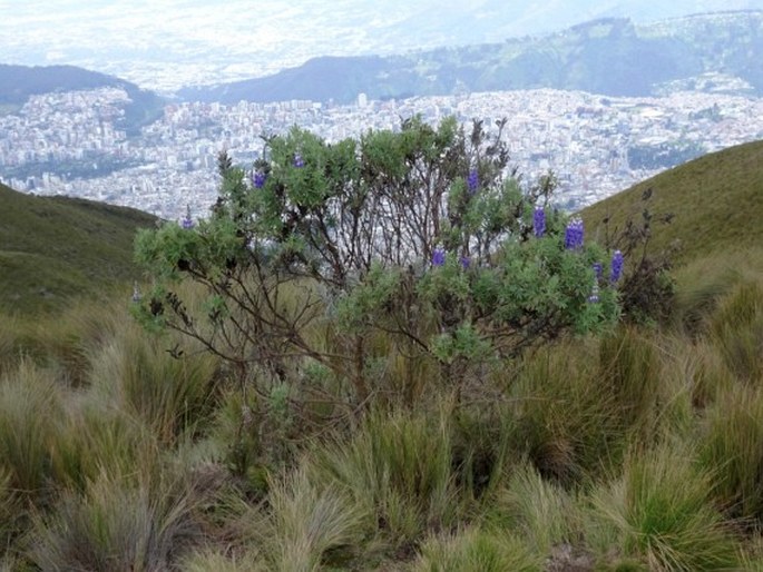 Lupinus pubescens