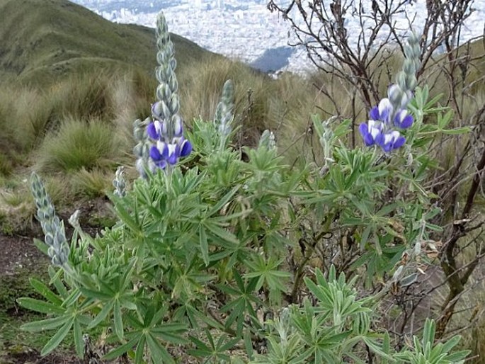 Lupinus pubescens