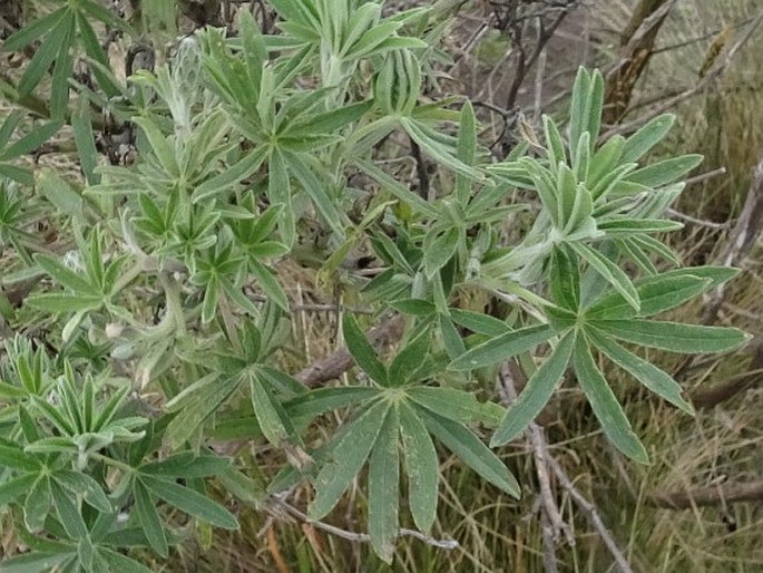 Lupinus pubescens