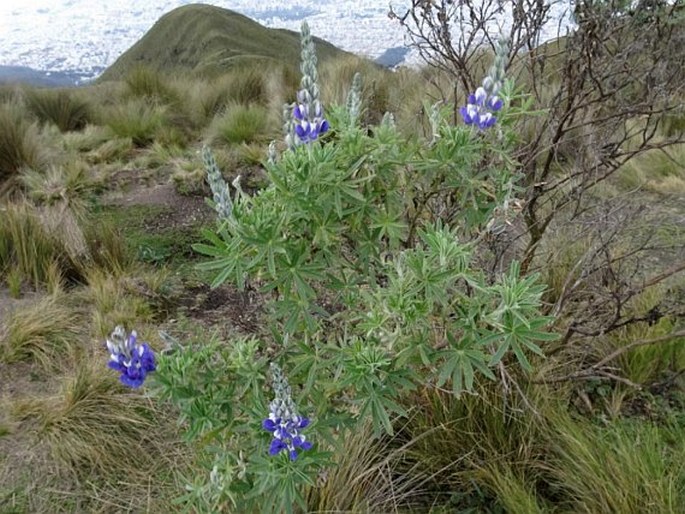 LUPINUS PUBESCENS Benth. - lupina