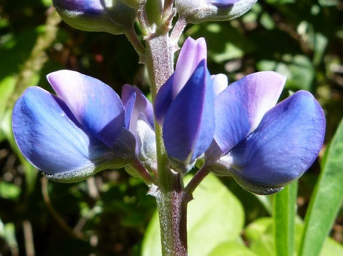 Lupinus clarkii