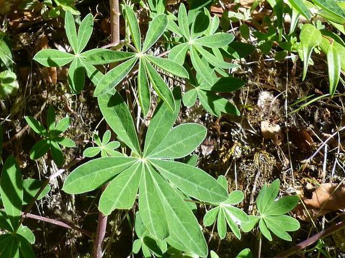 Lupinus clarkii