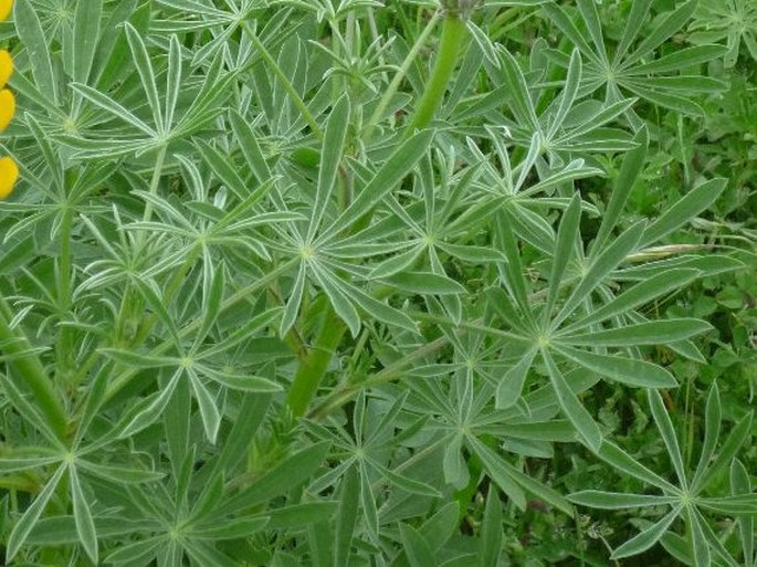 Lupinus luteus