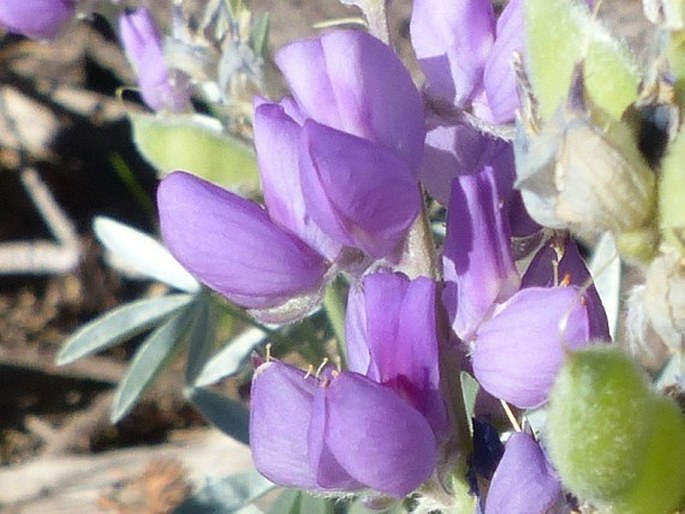 Lupinus obtusilobus