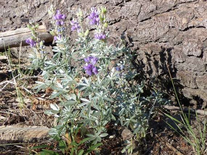 Lupinus obtusilobus