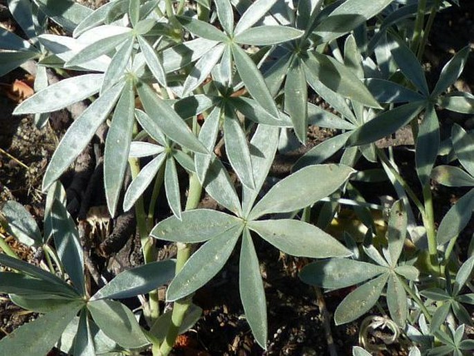 Lupinus obtusilobus