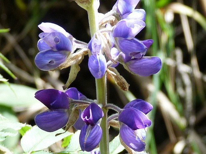 Lupinus montanus