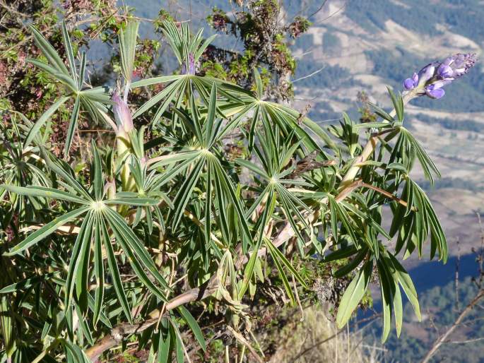 Lupinus montanus