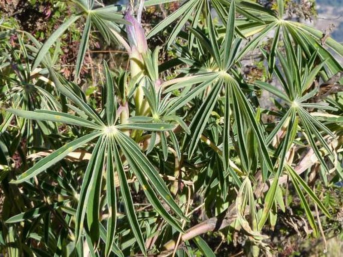 Lupinus montanus