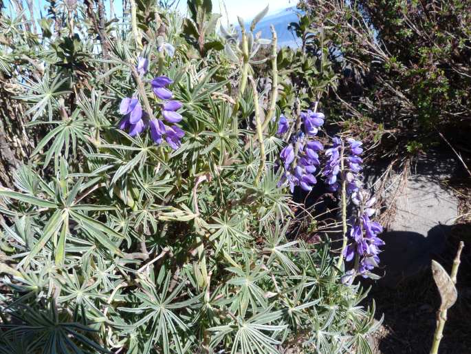 Lupinus montanus