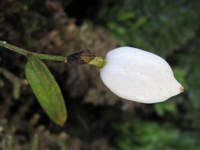 Luzuriaga parviflora