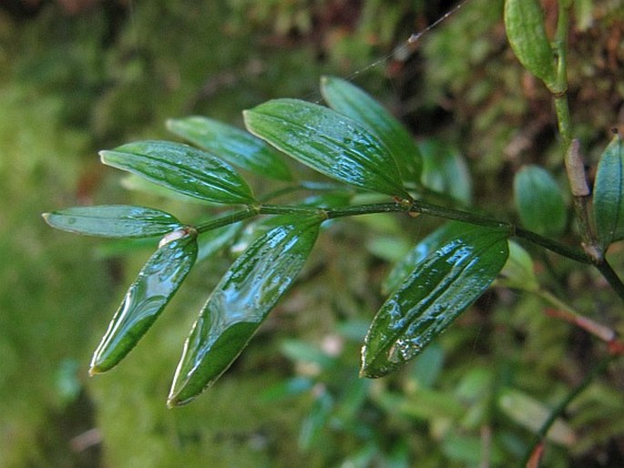 Luzuriaga parviflora