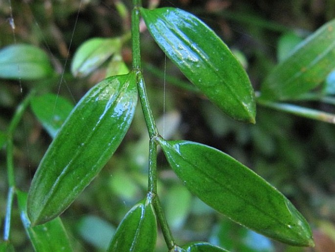 Luzuriaga parviflora