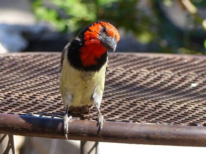 Lybius torquatus, vousák obojkový