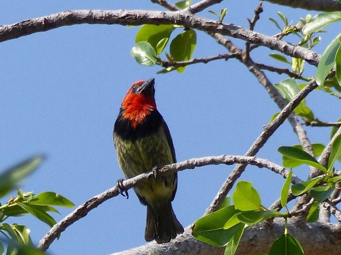 Lybius torquatus, vousák obojkový