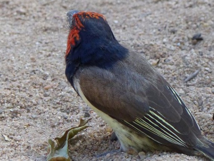 Lybius torquatus, vousák obojkový