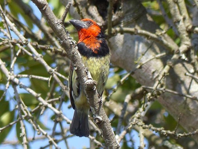 Lybius torquatus (Dumont, 1816); vousák obojkový