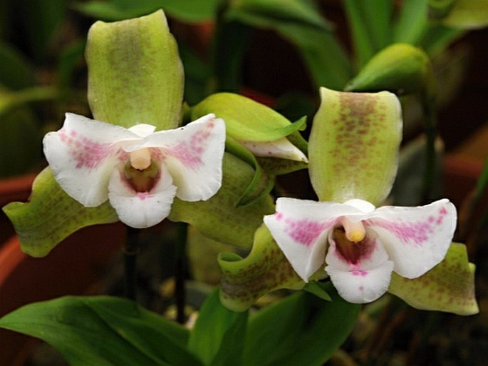 Lycaste macrophylla