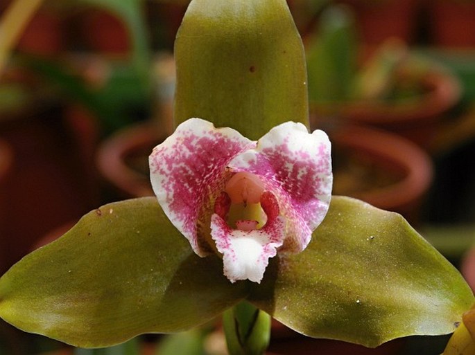 Lycaste macrophylla