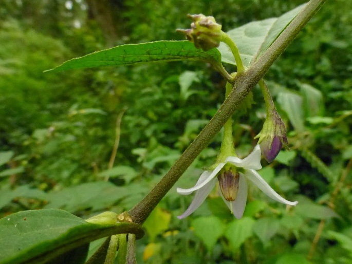 Lycianthes denticulata