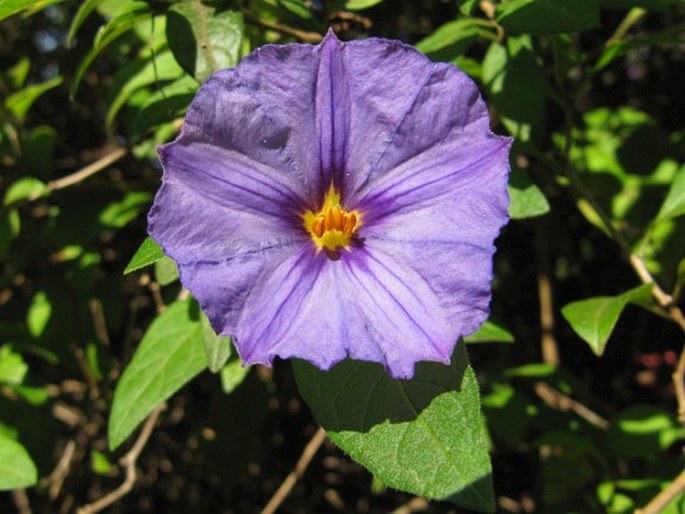 Lycianthes rantonnetii