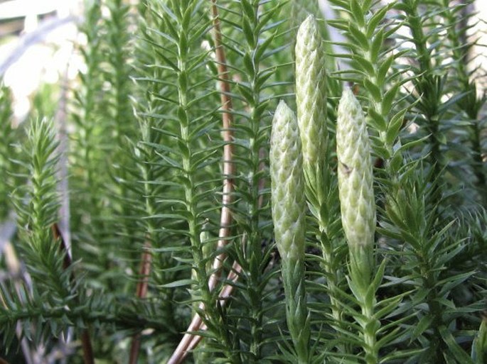 Lycopodium annotinum