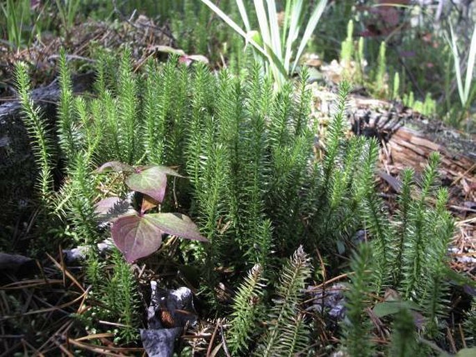 Lycopodium annotinum