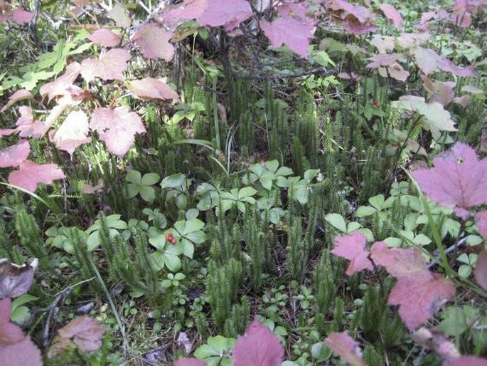 Lycopodium annotinum