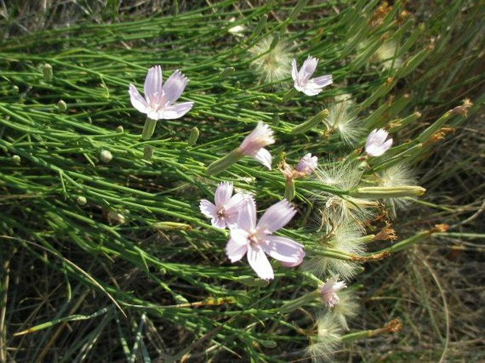 Lygodesmia juncea