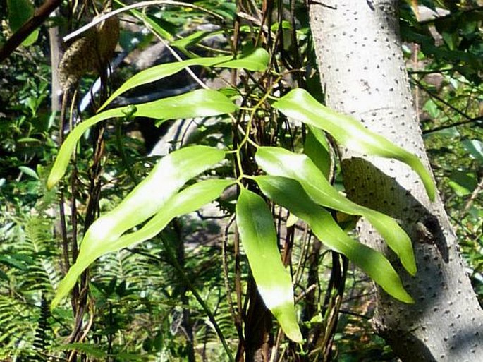 Lygodium lanceolatum