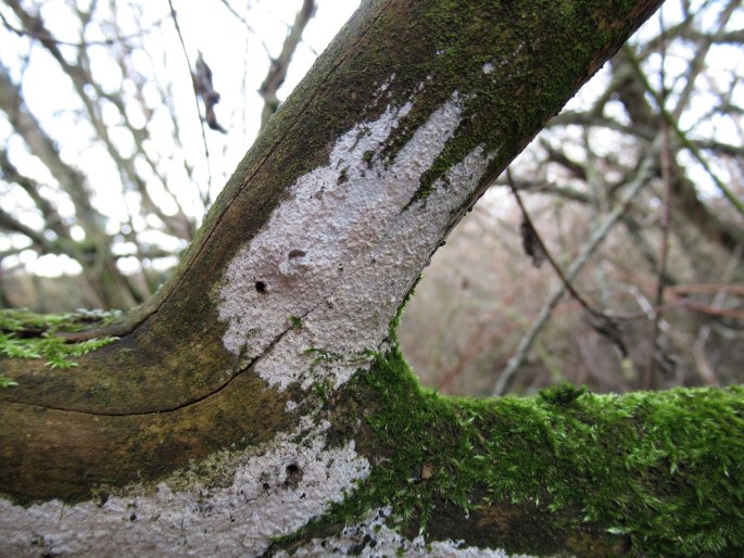 Lyomyces sambuci