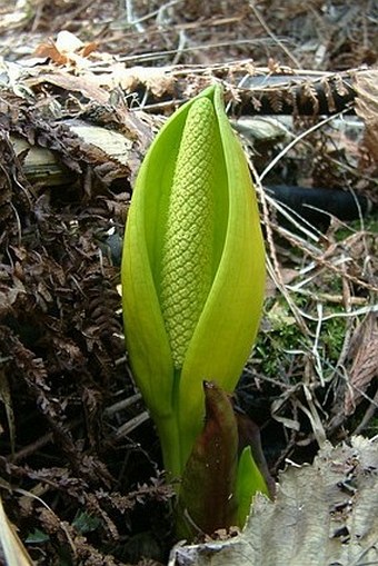 Lysichiton americanus