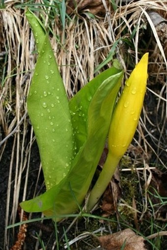 Lysichiton americanus