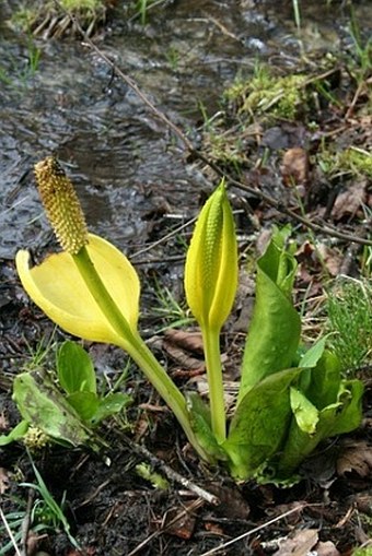 Lysichiton americanus