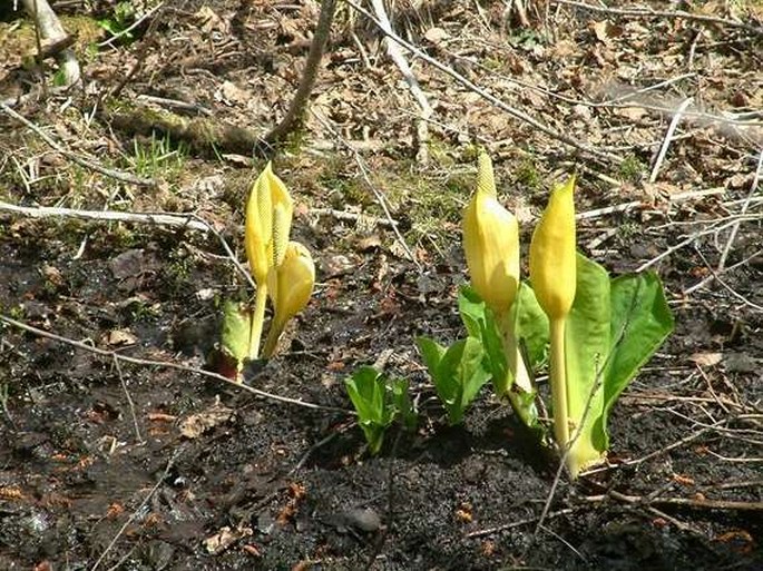 Lysichiton americanus