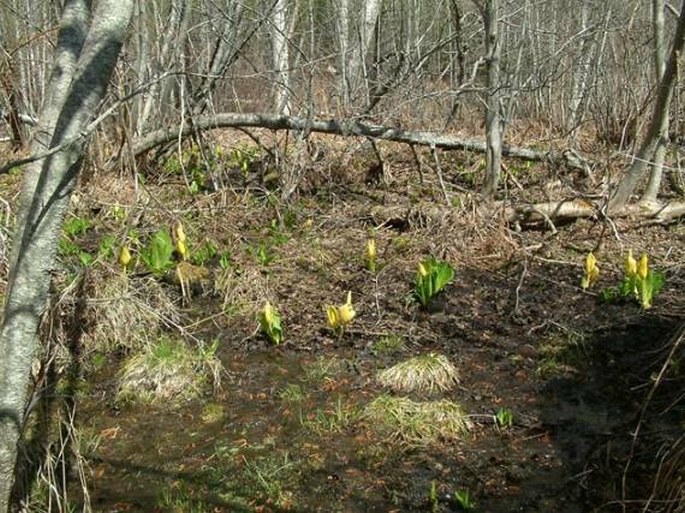 Lysichiton americanus