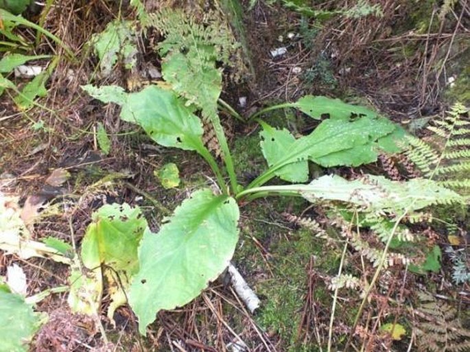 Lysichiton americanus