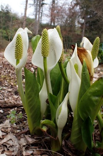 Lysichiton camtschatcensis