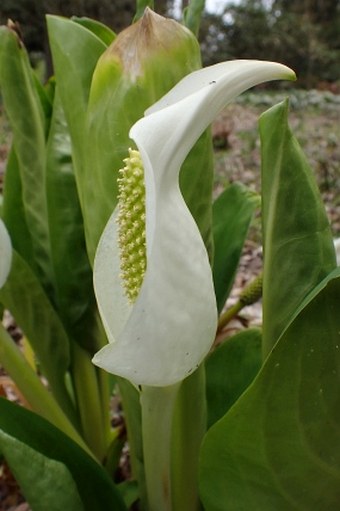 Lysichiton camtschatcensis