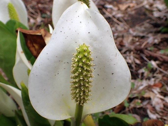 Lysichiton camtschatcensis