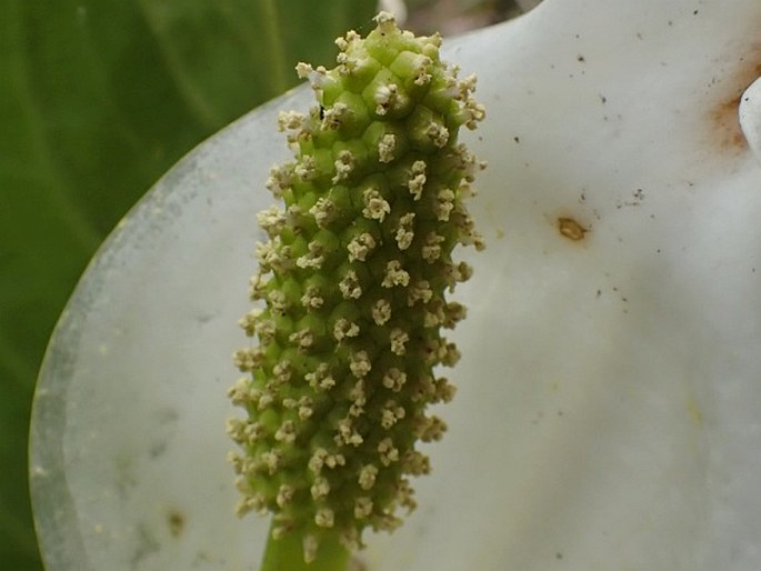 Lysichiton camtschatcensis