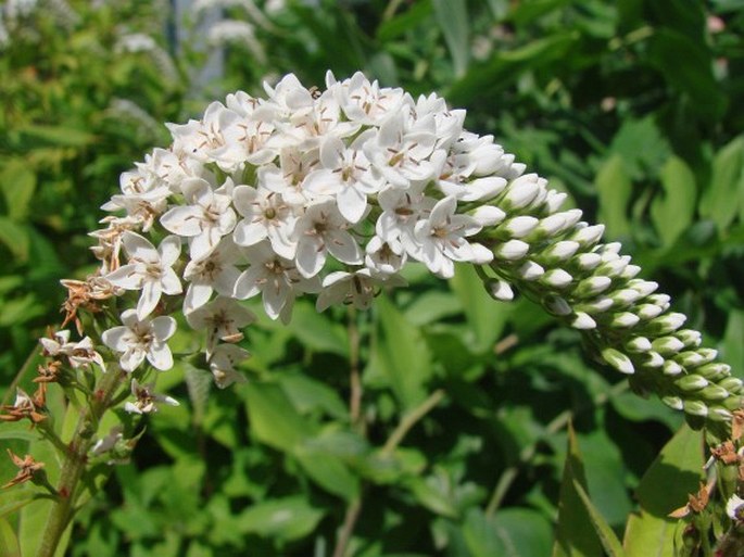 LYSIMACHIA CLETHROIDES Duby – vrbina / čerkáč