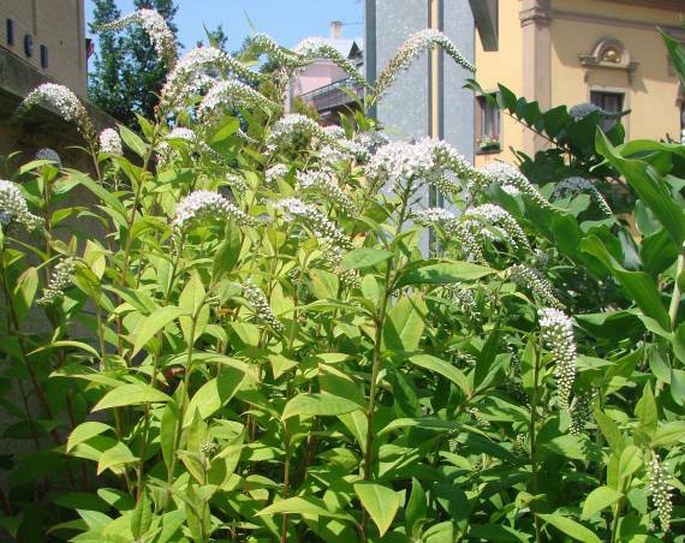 Lysimachia clethroides