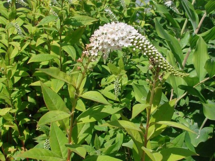 Lysimachia clethroides