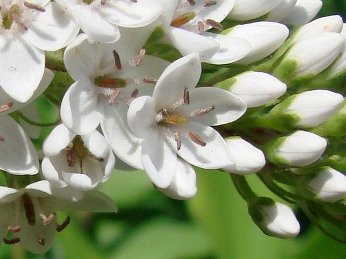 Lysimachia clethroides