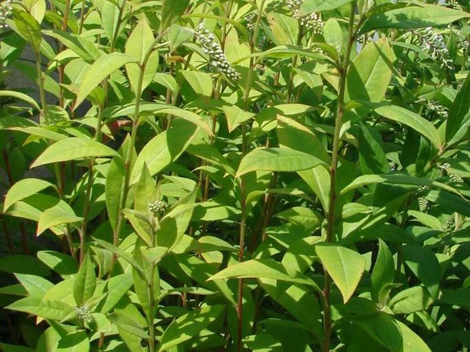 Lysimachia clethroides